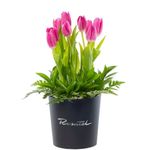 Regala flores sombrerera negra mediana con 10 tulipanes fucsias y follajes Rosatel