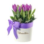 Sombrerera crema mediana con cinta lila y 10 tulipanes lilas Rosatel