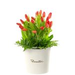 Cumpleaños sombrerera crema grande con 20 tulipanes naranjas y follaje Rosatel