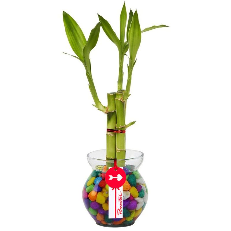 Florería a domicilio base de vidrio con 3 varas de bambú Rosatel