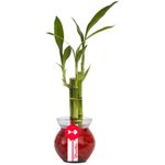 Arreglo floral base de vidrio con 3 varas de bambú Rosatel