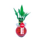 Arreglos florales base vidrio con 7 varas de bambú Rosatel
