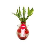 Regalos para cumpleaños arreglo vidrio con 7 varas de bambú Rosatel