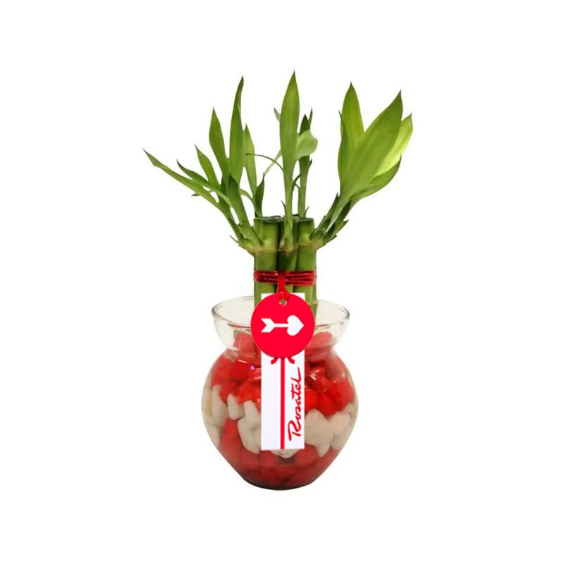 Regalos para cumpleaños arreglo vidrio con 7 varas de bambú Rosatel