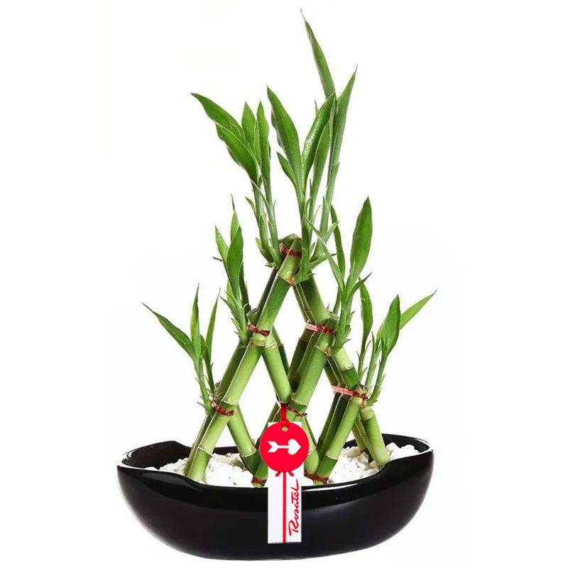 Flores a domicilio base cerámica con 18 varas de bambú Rosatel