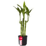 Flores delivery 5 varas de bambú en base cerámica Rosatel