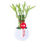 Arreglo floral 7 varas de bambú en base cerámica blanca Rosatel