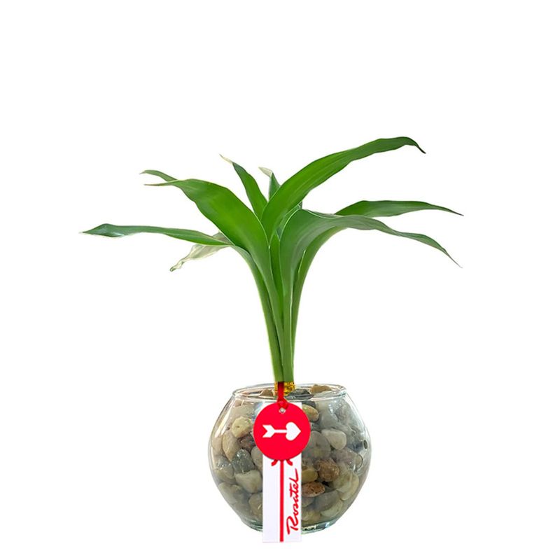 Flores a domicilio bambú 3 varas en pecera Rosatel