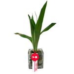 Arreglos florales bambú 3 varas en vidrio cuadrada Rosatel