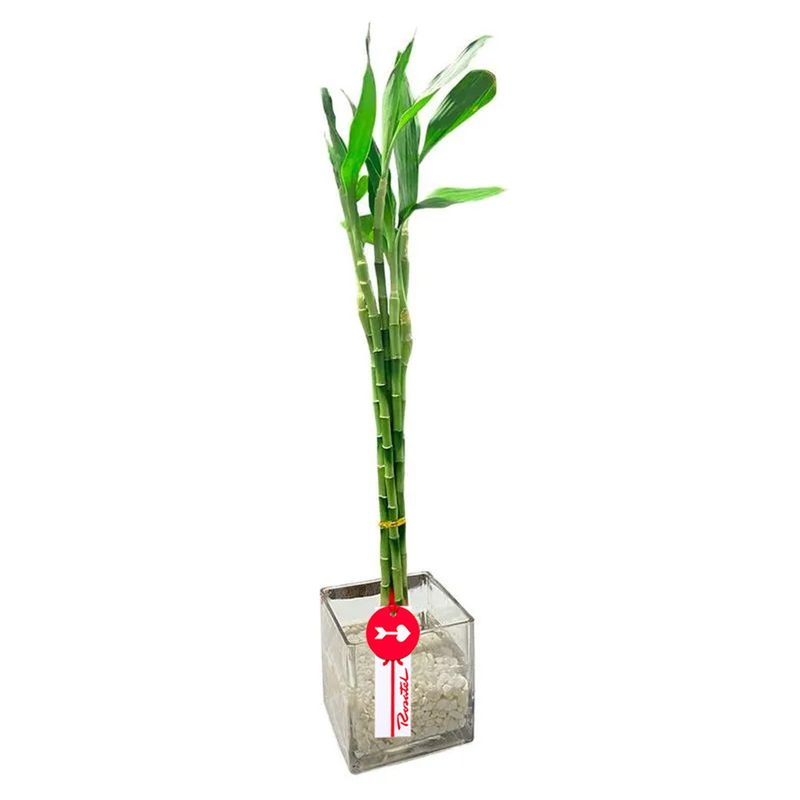 Flores Perú arreglo floral bambú 8 varas con piedras blancas Rosatel