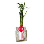 Compra online bambú 5 varas con piedras blancas Rosatel