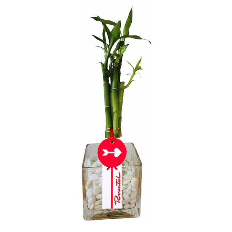 Compra online bambú 5 varas con piedras blancas Rosatel