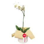 Regala flores planta orquídea phalaenosis blanca con tul natural Rosatel