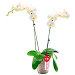 Planta orquídea phalaenopsis blanca con 2 varas Rosatel