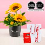 Arreglos de girasoles y chocolates bom Rosatel